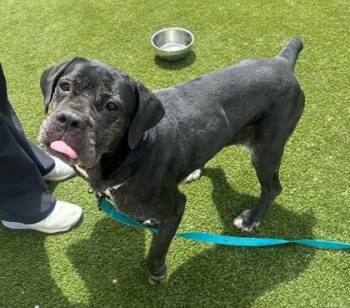 Rescue Mastiff and Cane Corso Dogs for Adoption in Twinsburg, Ohio - Rita | PetCurious