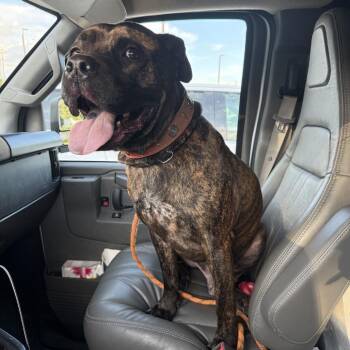 Twister -  Mastiff and Mixed Breed Dog for Adoption in St. Louis, Missouri - Twister | PetCurious