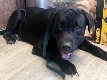 Bronx-Not Accepting Applications Yet -  Black Labrador Retriever Dog for Adoption in Medina, Ohio - Bronx-Not Accepting Applications Yet | PetCurious