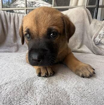 Mango -  Golden Retriever and Mixed Breed Dog for Adoption in Warr Acres, Oklahoma - Mango | PetCurious