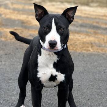 Wally -  Terrier and Mixed Breed Dog for Adoption in Marshall, Texas - Wally | PetCurious