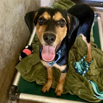 Melody MP3 -  Beauceron and Mixed Breed Dog for Adoption in Austin, Texas - Melody MP3 | PetCurious