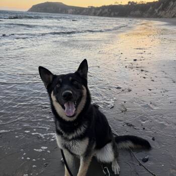 Rescue German Shepherd Dog Dogs for Adoption in Malibu, California - Honey | PetCurious