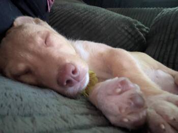 Luna -  Terrier Dog for Adoption in Duluth, Minnesota - Luna | PetCurious