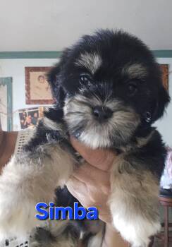 Simba -  Maltipoo Dog for Adoption - Simba | PetCurious