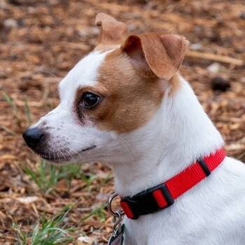 Rescue Rat Terrier and Mixed Breed Dogs for Adoption in Wimberley, Texas - Jake | PetCurious