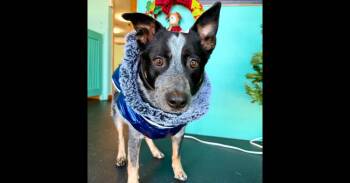 Cattle Dog Dogs Available for Adoption - Merrick | PetCurious