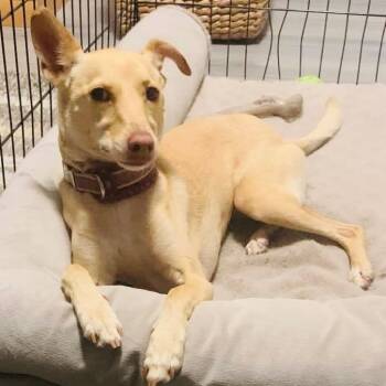 Mindy -  Terrier Dog for Adoption in Sonoma, California - Mindy | PetCurious