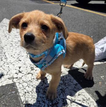 Puddles -  Terrier Dog for Adoption - Puddles | PetCurious