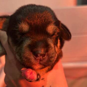 Rocket Pop -  Mixed Breed Dog for Adoption in Jarrettsville, Maryland - Rocket Pop | PetCurious