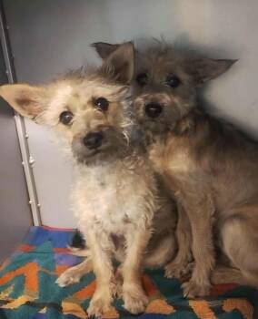 Yorkshire Terrier and Schnauzer Dogs Available for Adoption - Elliot | PetCurious