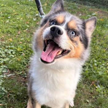 Iko -  Husky and Pomeranian Dog for Adoption in Waterloo, Iowa - Iko | PetCurious