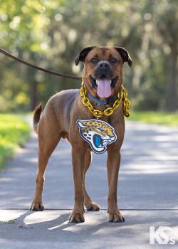 Felix -  Dogue De Bordeaux and Rottweiler Dog for Adoption - Felix | PetCurious