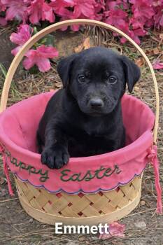 Labrador Retriever Dogs Available for Adoption - Emmett | PetCurious