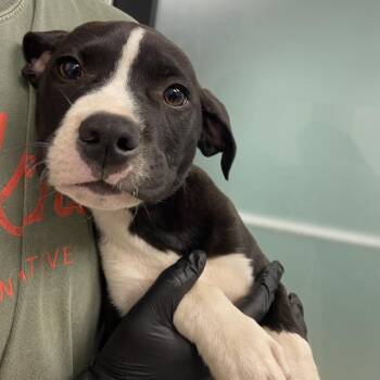 Pit Bull Terrier Dogs Available for Adoption in Abilene, Texas - Stripes | PetCurious