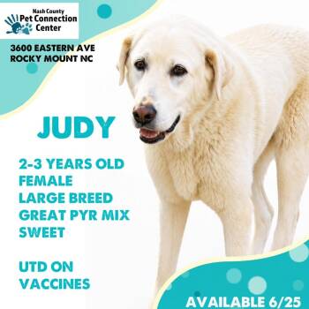 JUDY  Available NOW - ADOPTION or RESCUE! -  Mixed Breed Dog for Adoption in Nashville, North Carolina - JUDY  Available NOW - ADOPTION Or RESCUE! | PetCurious