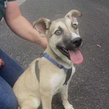 German Shepherd Dog and Husky Dogs Available for Adoption in Andover, Massachusetts - Blaze Dolittle | PetCurious
