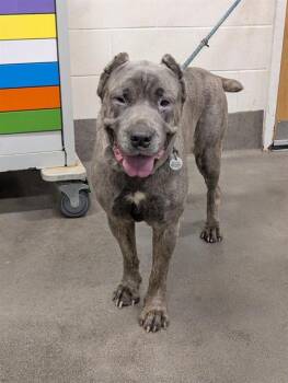Cane Corso Dogs Available for Adoption - IRENE | PetCurious