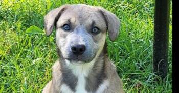 Bubbles -  Mixed Breed Dog Available for Adoption in Groveland, Massachusetts - Bubbles | PetCurious