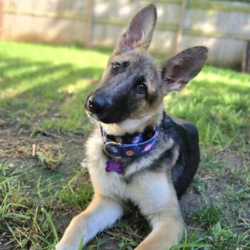 Whiskey -  German Shepherd Dog Dog for Adoption in St. Peters, Missouri - Whiskey | PetCurious