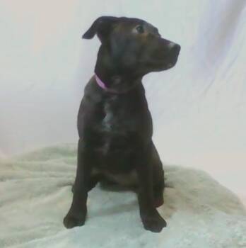 Rabbit -  Mixed Breed Dog for Adoption in Georgetown, South Carolina - Rabbit | PetCurious