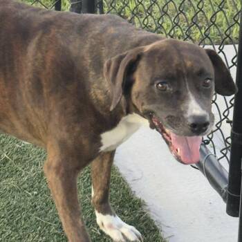 Lily -  Mixed Breed Dog for Adoption in Bradenton, Florida - Lily | PetCurious