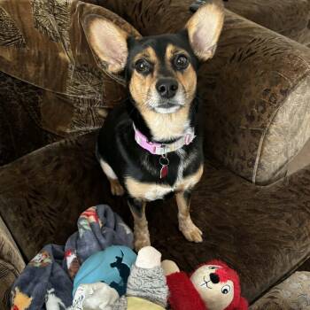 Corgi Dogs Available for Adoption - Cassie | PetCurious