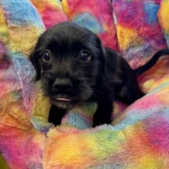 Scarlett -  Terrier and Mixed Breed Dog for Adoption in Long Beach, California - Scarlett | PetCurious
