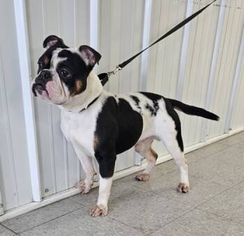 Rescue Fox Terrier Dogs for Adoption in Freeport, Illinois - Rocky | PetCurious