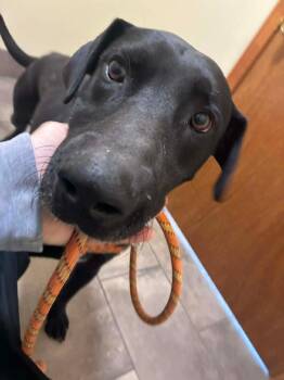 Axel -  Black Labrador Retriever Dog for Adoption in Indianapolis, Indiana - Axel | PetCurious