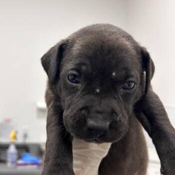 Mixed Breed Dogs Available for Adoption in Bentonville, Arkansas - Cheetah | PetCurious
