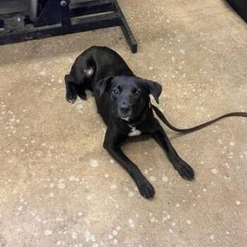 ECHO -  Mixed Breed Dog for Adoption in Fernandina Beach, Florida - ECHO | PetCurious