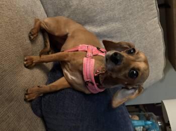 Suzy Q -  Dachshund and Chihuahua Dog for Adoption - Suzy Q | PetCurious