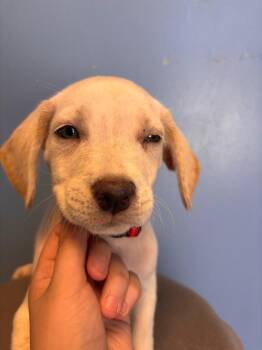Jambo red collar -  Mixed Breed Dog for Adoption in Morgantown, Kentucky - Jambo Red Collar | PetCurious