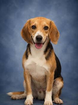 Beagle and Mixed Breed Dogs Available for Adoption in Taylorsville, North Carolina - Benny | PetCurious