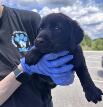 Crombeen / Harley -  Labrador Retriever Dog for Adoption in Broomfield, Colorado - Crombeen / Harley | PetCurious