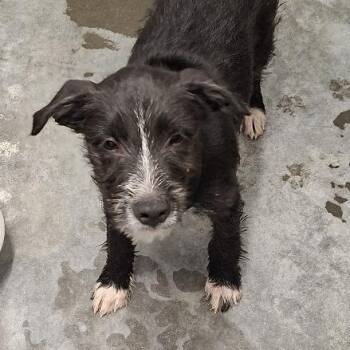 Riker -  Terrier Dog for Adoption in Hannibal, Missouri - Riker | PetCurious