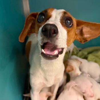 Chihuahua Dogs Available for Adoption - GANDY | PetCurious