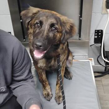 Mixed Breed Dogs Available for Adoption in Summerville, South Carolina - Figment | PetCurious