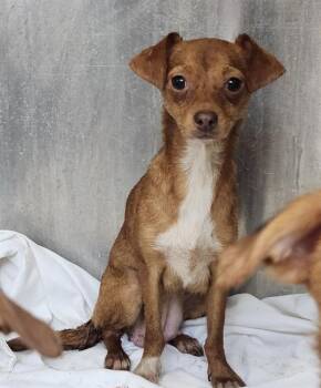 Chihuahua Dogs Available for Adoption in San Antonio, Texas - ALMA | PetCurious