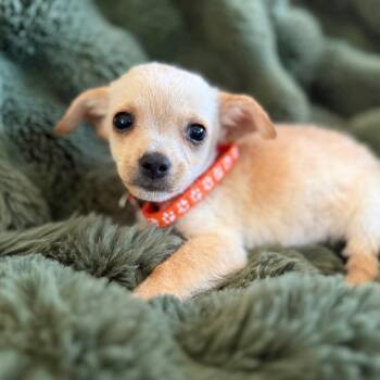 Mercy -  Chihuahua and Mixed Breed Dog for Adoption in Sacramento, California - Mercy | PetCurious