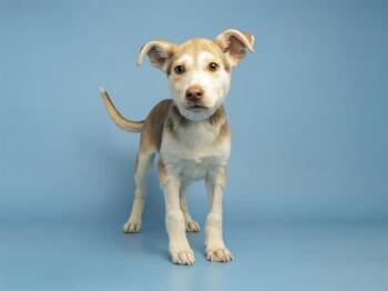 Australian Shepherd Dogs Available for Adoption in Phoenix, Arizona - RED | PetCurious