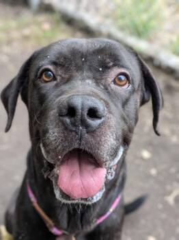 Boaz -  Cane Corso Dog for Adoption in Chicago, Illinois - Boaz | PetCurious