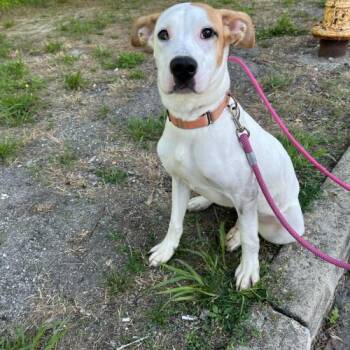 Miss Figgy -  Mixed Breed Dog Available for Adoption in Toms River, New Jersey - Miss Figgy | PetCurious