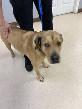 Labrador Retriever and Mixed Breed Dogs Available for Adoption in Killeen, Texas - SCOOTER | PetCurious