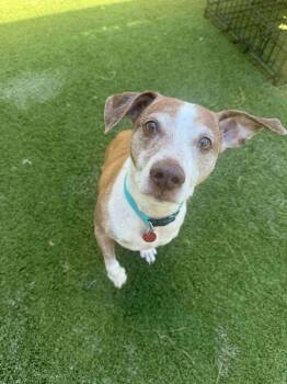 Rescue Jack Russell Terrier Dogs for Adoption in Tempe, Arizona - Arc | PetCurious