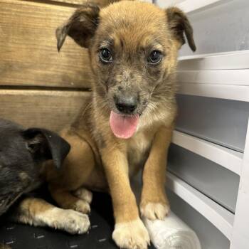 Rescue Mixed Breed Dogs for Adoption in Evensville, Tennessee - Boo(Scout) | PetCurious