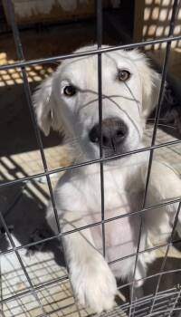 Sierra -  Great Pyrenees and Golden Retriever Dog for Adoption in Avon, Connecticut - Sierra | PetCurious