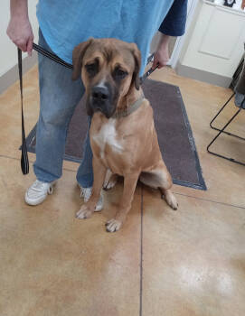 Rescue Great Dane and Boxer Dogs for Adoption in Austin, Minnesota - Lois | PetCurious