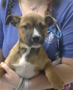 Pit Bull Terrier and Mixed Breed Dogs Available for Adoption - FERN | PetCurious